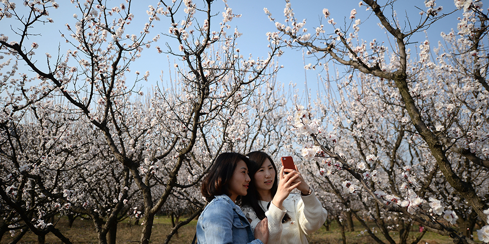 Цветущие абрикосовые деревья в провинции Шэньси
