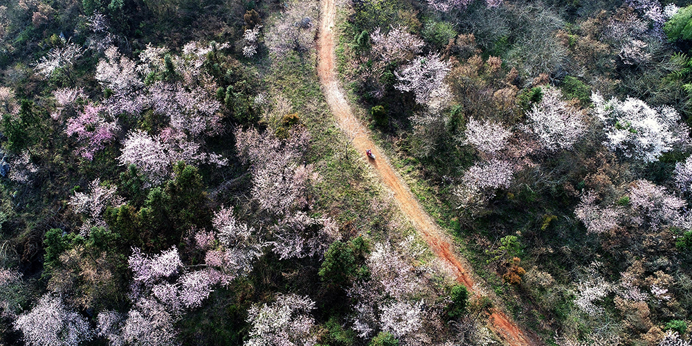 Цветение дикой вишни в горах провинции Хубэй