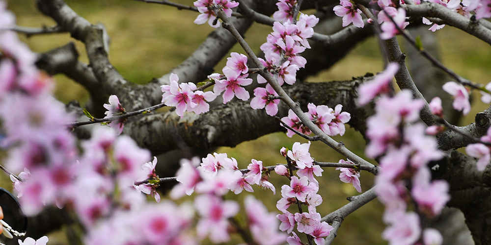 Весенние цветы в Шэньси