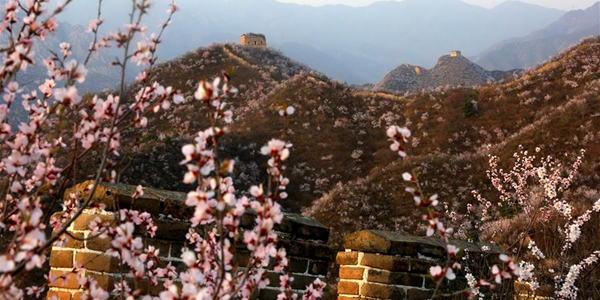 Цветущие персики и абрикосы у Великой китайской стены