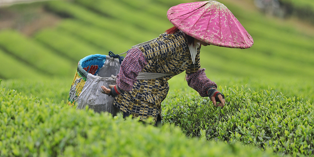 Сбор весеннего урожая чая в провинции Гуйчжоу