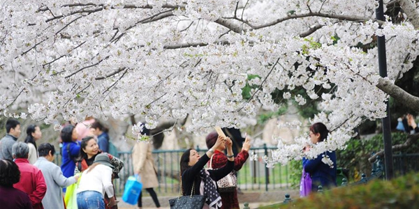 Любование цветущими вишнями в Циндао