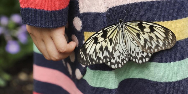 В Лондоне проходит выставка "Удивительные бабочки"