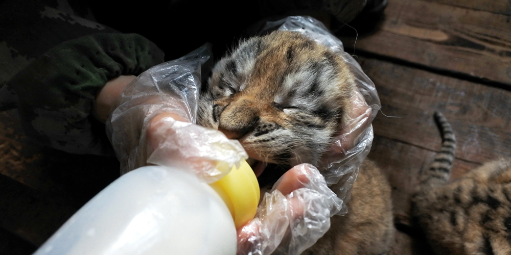 В Китае пять малышей родились у сибирской тигрицы