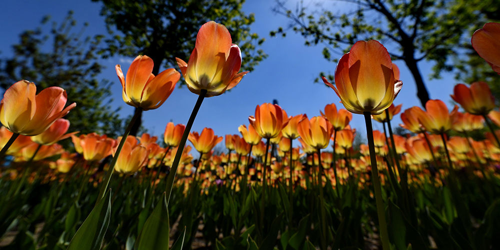 Миллион цветущих тюльпанов в Чанчуньском парке