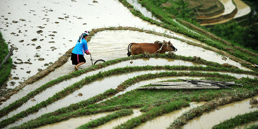 Майские виды террасных полей в мяоской деревне уезда Жунцзян