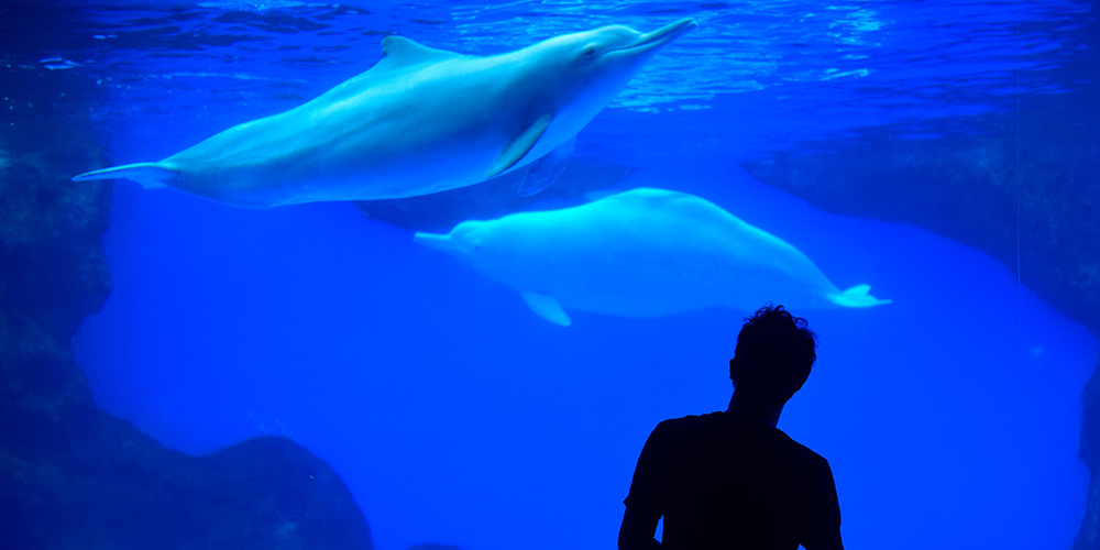 Первый Общенациональный день распространения информации о защите китайских белых дельфинов прошел в провинции Гуандун