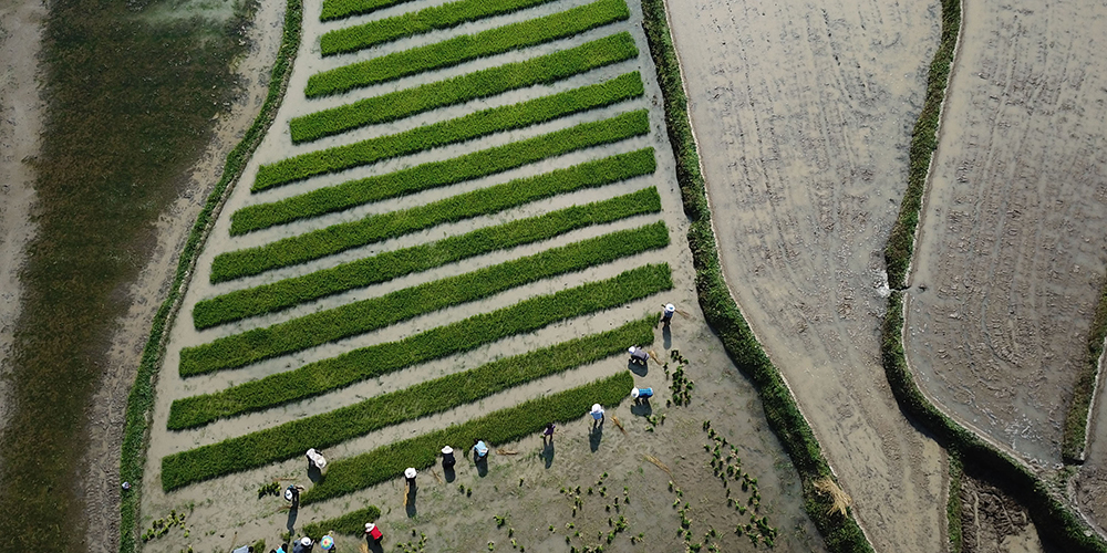 Работа на рисовых полях в уезде Юйцин