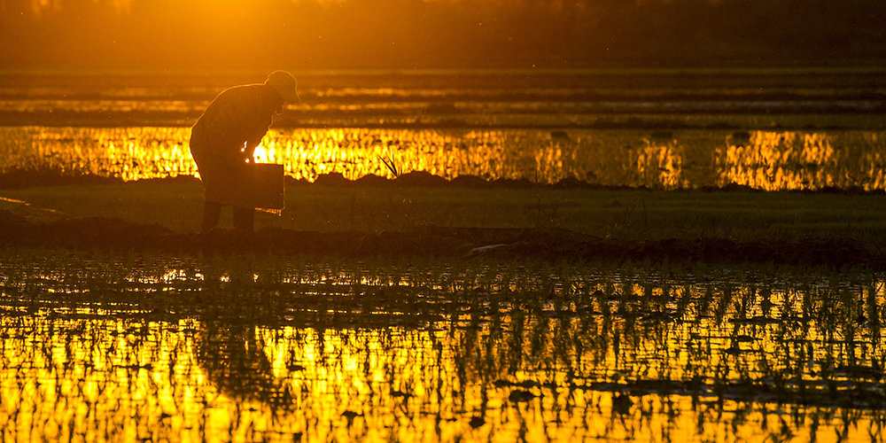 Рисовые поля в Синьцзян-Уйгурском АР