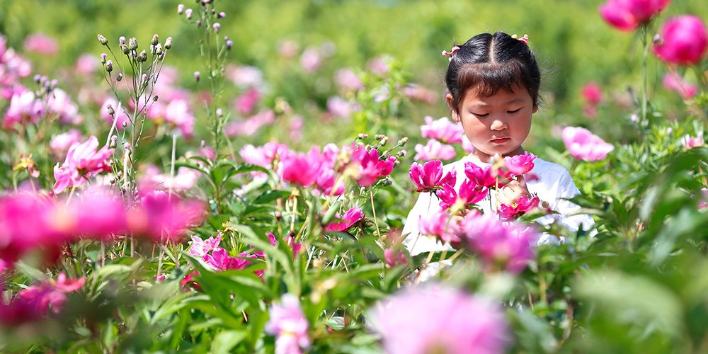 Выращивание пионов молочноцветковых на востоке Китая