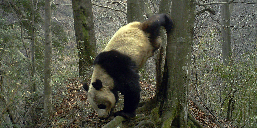 Инфракрасные камеры облегчают наблюдение за большими пандами в дикой природе