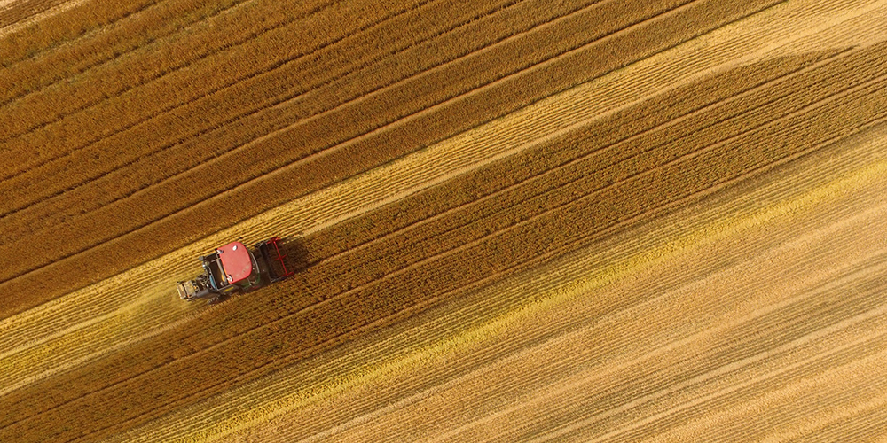 В Китае идет уборка пшеницы