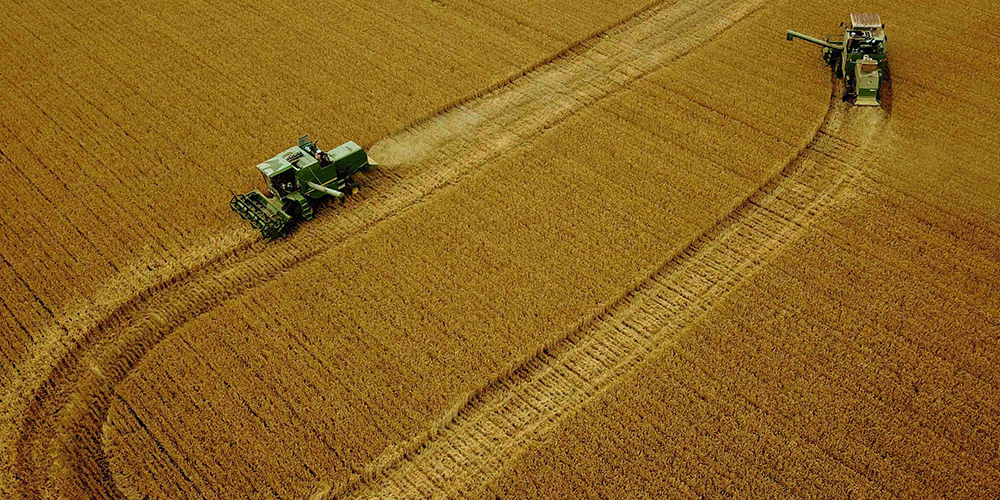 "Битва за урожай" на пшеничных полях в Чжоукоу