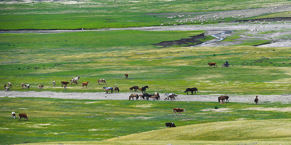 Свежая зелень в степях Внутренней Монголии