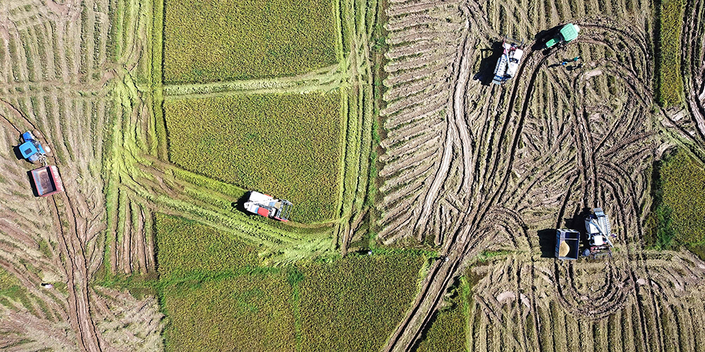 Уборка ранних сортов риса на севере провинции Цзянси