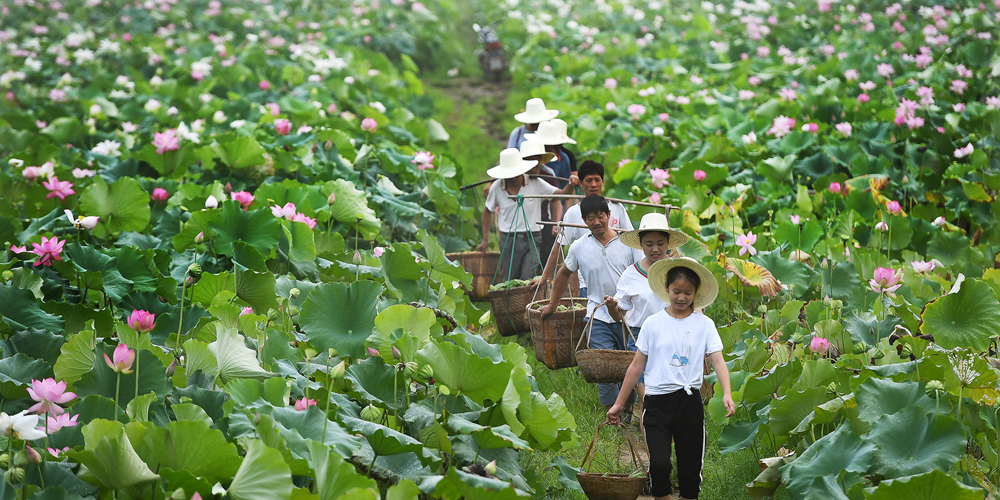 Сбор белых лотосов в уезде Гуанчан