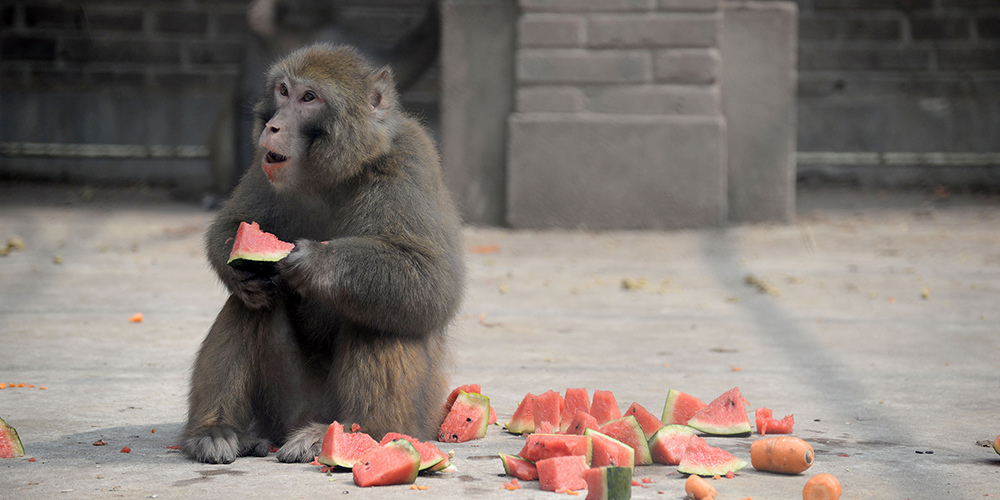 Зоопарк города Ханьдань защищает животных от летней жары