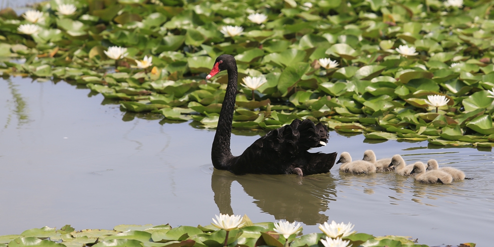 Птенцы черного лебедя в одном из парков Цзинаня