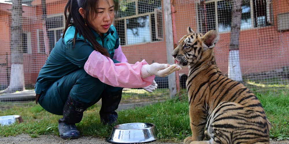 Новая "мама" девяти детенышей уссурийского тигра