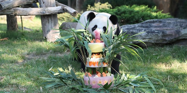 День рождения у первой родившейся в парке диких животных "Боваль" большой панды