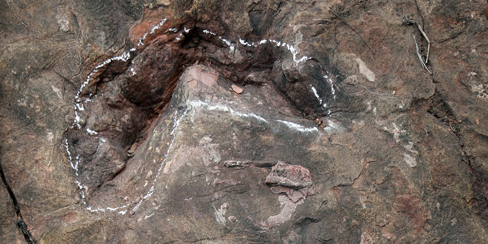 Ученые обнаружили самую многочисленную на территории Китая группу окаменелых следов зауроподов раннего юрского периода