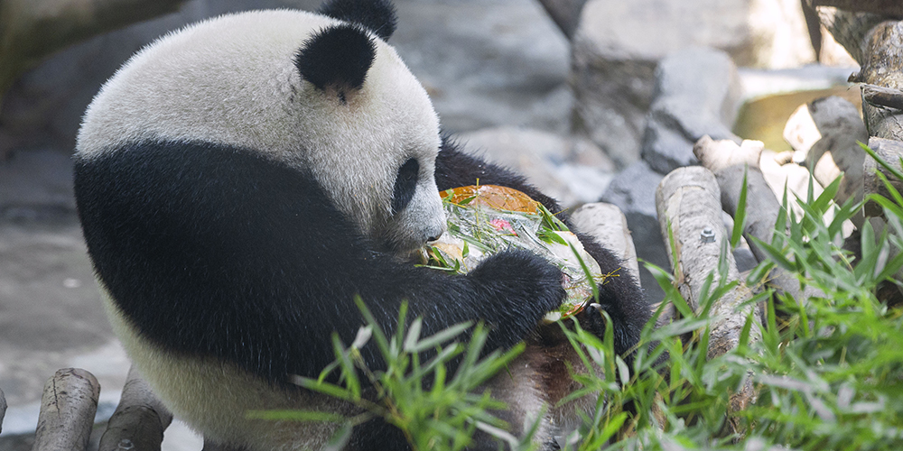 Большие панды Хэхэ и Цзюцзю отпраздновали трехлетие
