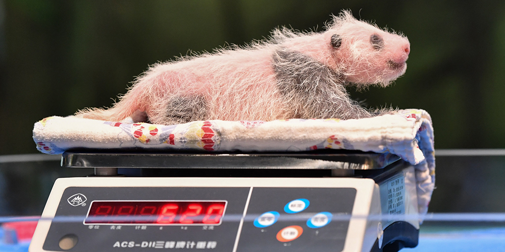 В Гуанчжоу специалисты провели осмотр двух новорожденных детенышей большой панды