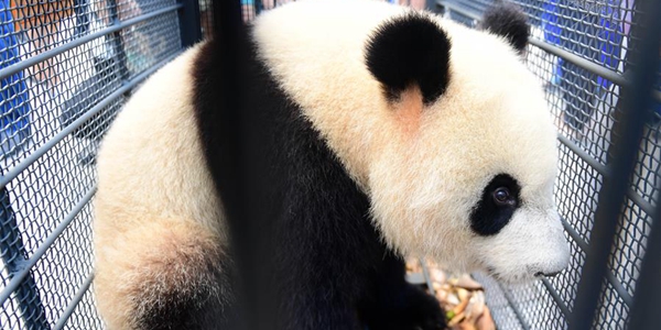Две самки большой панды переехали из провинции Сычуань в провинцию Цзилинь