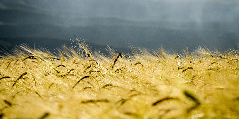 Пшеничные поля в Синьцзян-Уйгурском АР