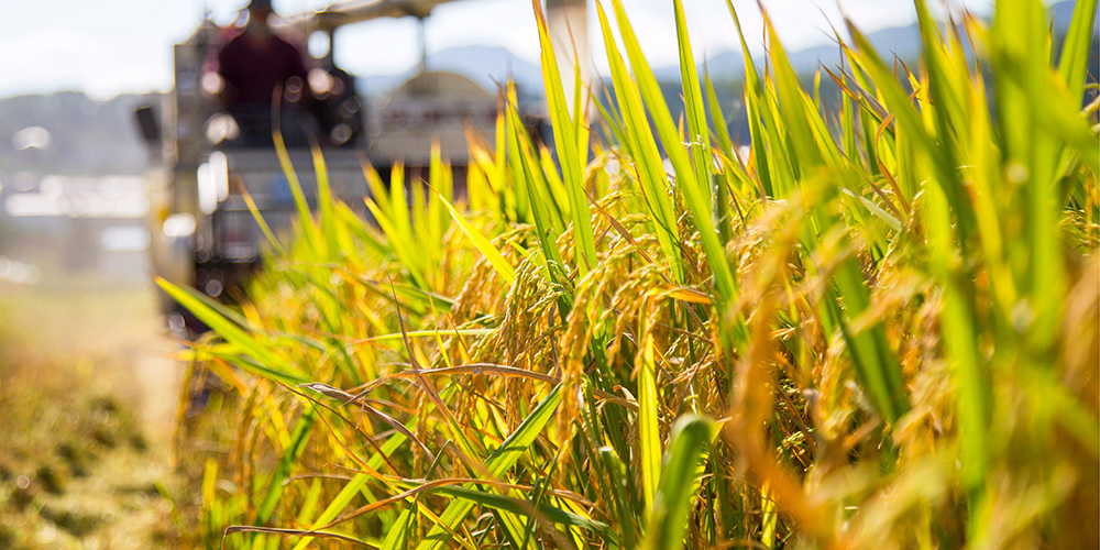 Уборочная страда на рисовых полях уезда Баокан