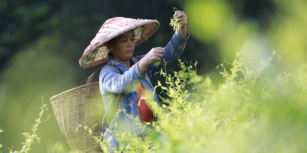 Уборка виноградовника для "чая долголетия" в провинции Хунань