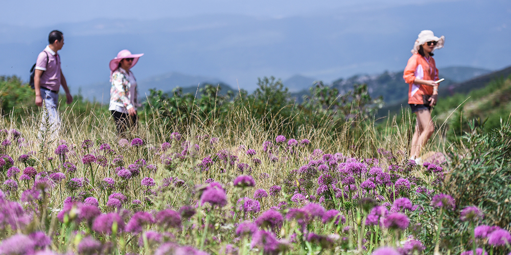 Поля цветущего китайского резанца в провинции Гуйчжоу