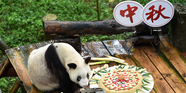 Панду в зоопарке Чунцина поздравили с Праздником середины осени