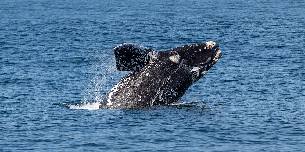 В ЮАР проходит фестиваль китов