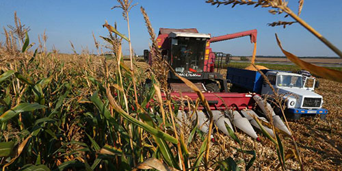Белорусские фермеры спешат убрать кукурузу