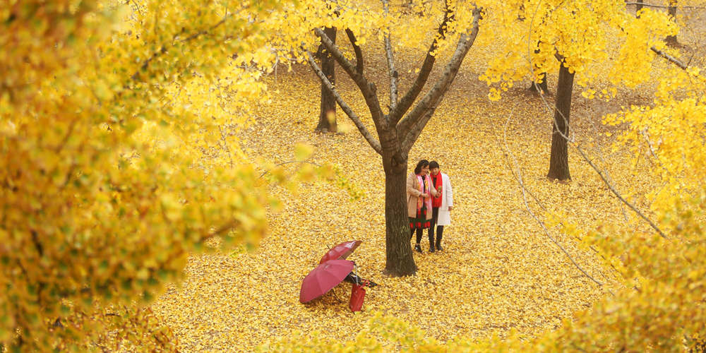 Листья гинкго билоба желтеют