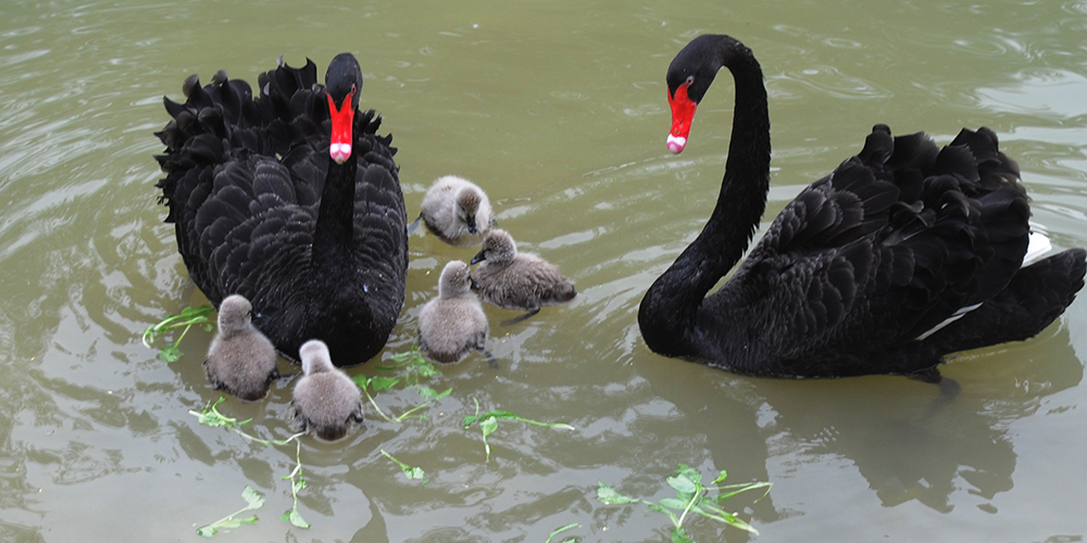 Семья черных лебедей в провинции Цзянсу