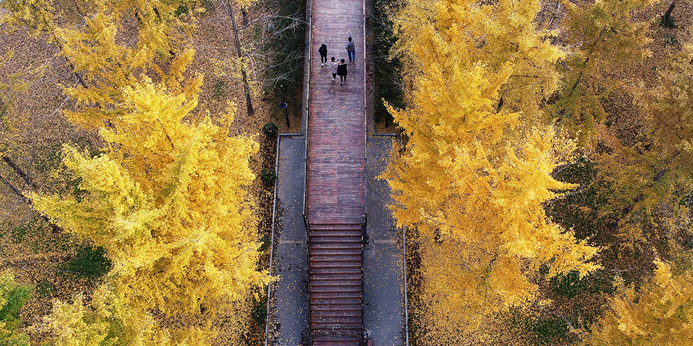 Золотые листья гинкго билоба в провинции Шаньдун на востоке Китая