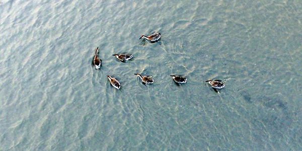 Перелетные птицы прибывают в водно-болотные угодья на озере Волун