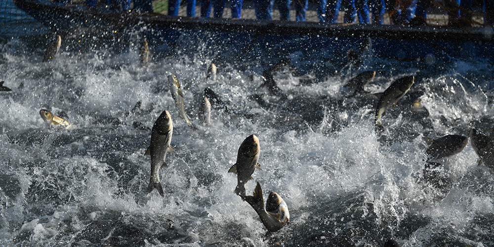 Лов рыбы большой сетью на озере Цяньдаоху