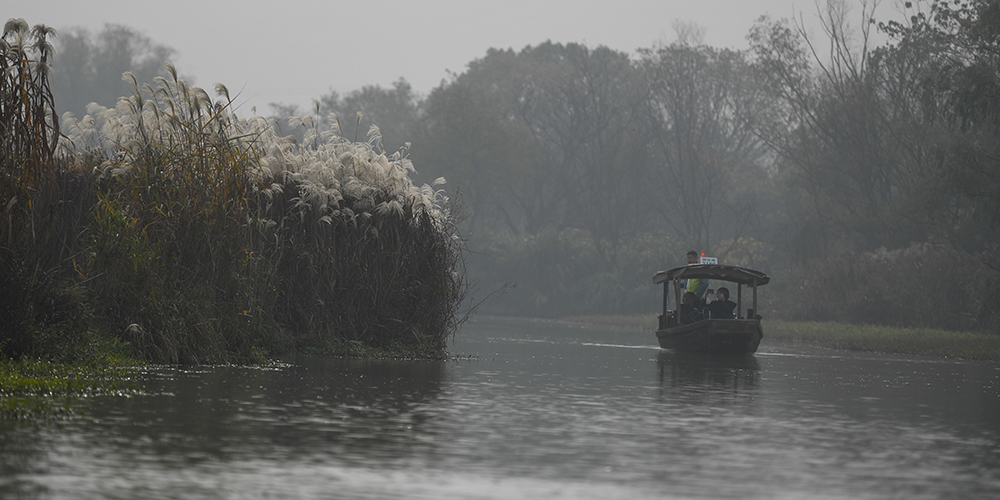 Цветение тростника в плавнях парка Сиси под Ханчжоу