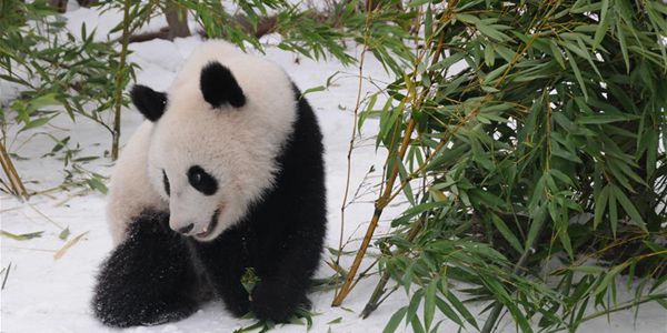 Родившиеся в Австрии разнополые детеныши-близнецы большой панды возвращаются в Китай