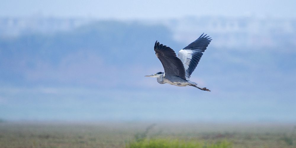 Перелетные птицы над заболоченными низинами на берегах озера Поянху