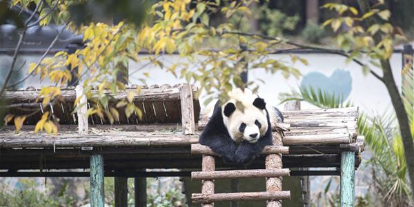 Еда и отдых: идеальная зима для панд в сафари-парке провинции Юннань
