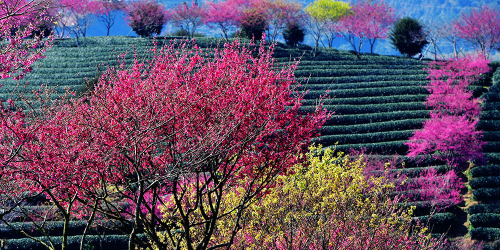 Цветение вишни в городе Чжанпин
