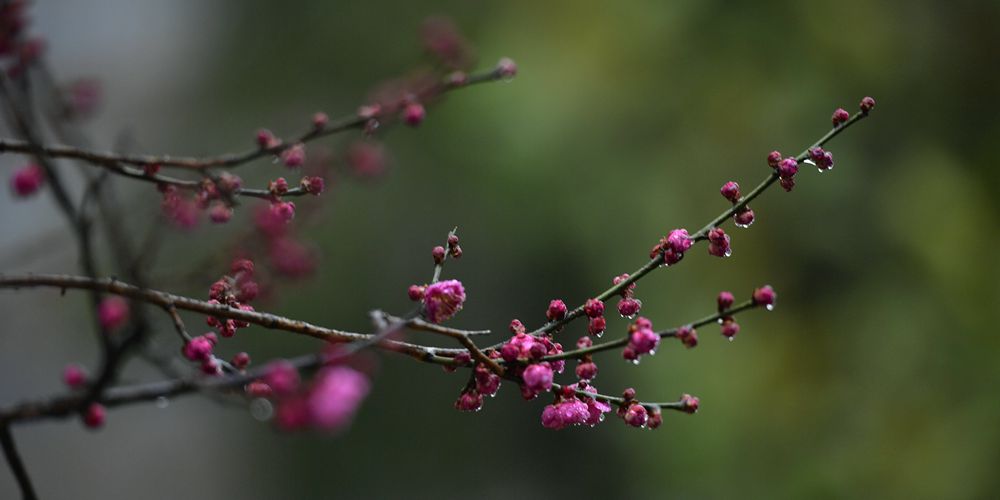 Цветы сливы в провинции Хубэй