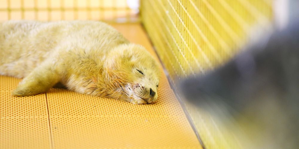 В Харбинском полярном океанариуме родился тюлененок