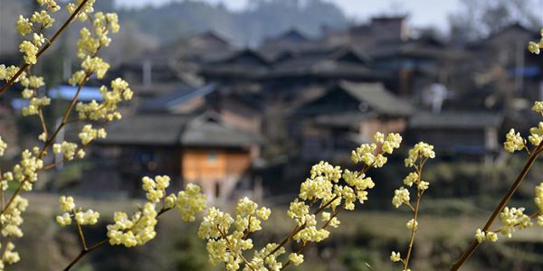 Цветы в парках и садах Китая