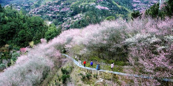 Цветущие сливы в уезде Шэсянь провинции Аньхой