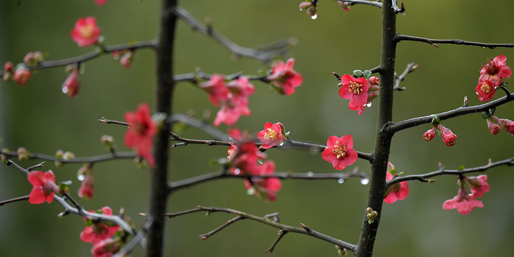Яркие цветы в провинции Хубэй